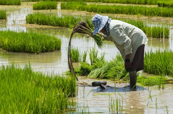 Farmer procedure paddy rice in farmland — Stock Photo, Image