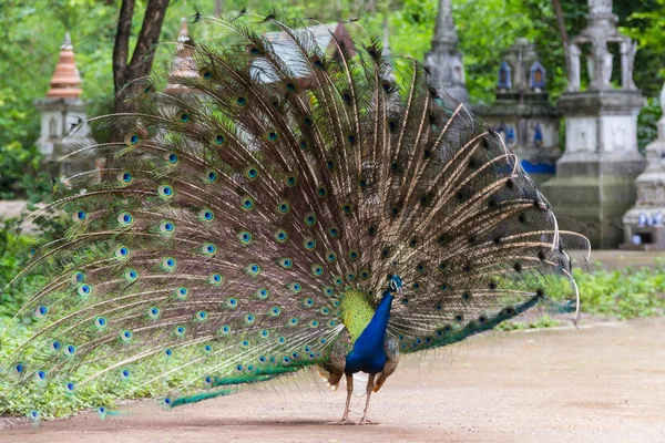 O show de pavão com pena — Fotografia de Stock