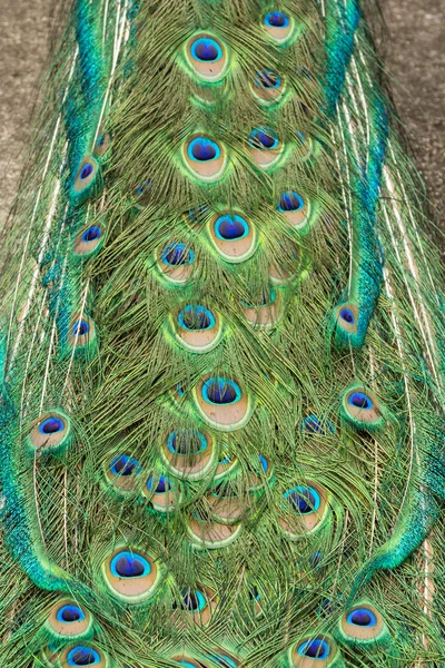 孔雀の尾の部分の羽 — ストック写真