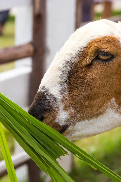 Alimentación de ovejas en la granja —  Fotos de Stock