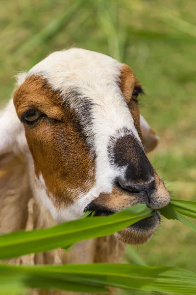 Schafe fressen Gras auf dem Hof — Stockfoto