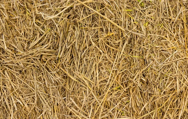 Achtergrond van hooi en droog gras — Stockfoto