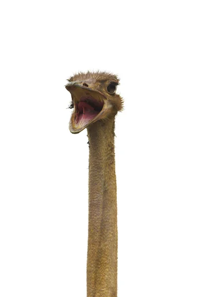 Ostrich with open beak isolated — Stock Photo, Image