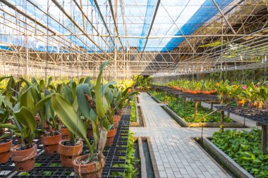 sera bahçe bitkileri