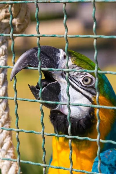 Dziób papugi Ara klatka dla ptaków — Zdjęcie stockowe