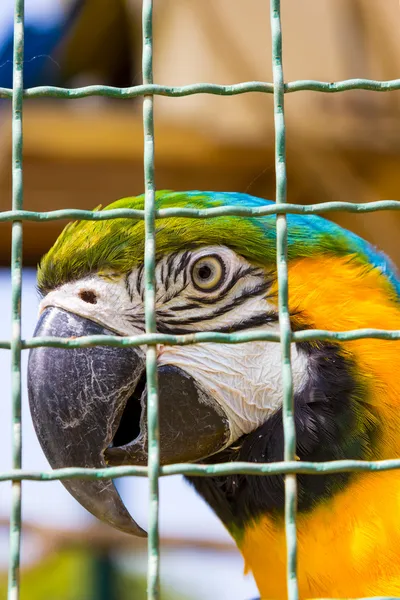 Zbliżenie papuga Ara w klatka dla ptaków — Zdjęcie stockowe