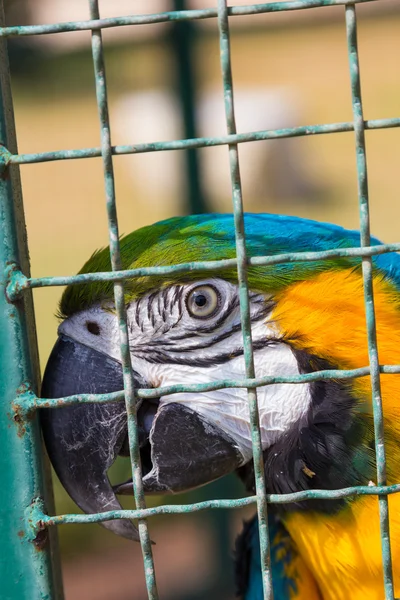 Papuga Ara w klatka dla ptaków — Zdjęcie stockowe