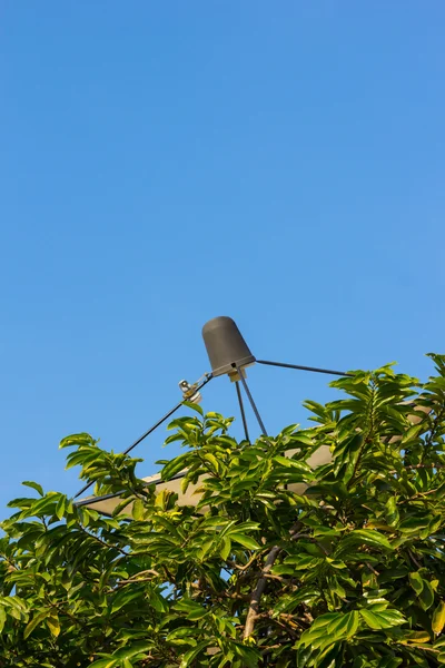 Antenne parabolique cachée dans la brousse — Photo