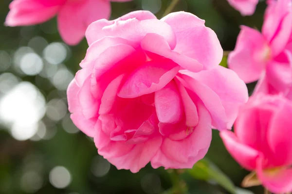 Крупный план среднего розового цвета Милроуз — стоковое фото