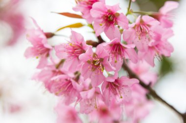 kiraz ağaçları çiçek şube