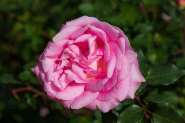 pembe Gül Bush Bahçe arka planda izole