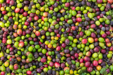 doğal kahve çekirdekleri olgunlaşma arka planı