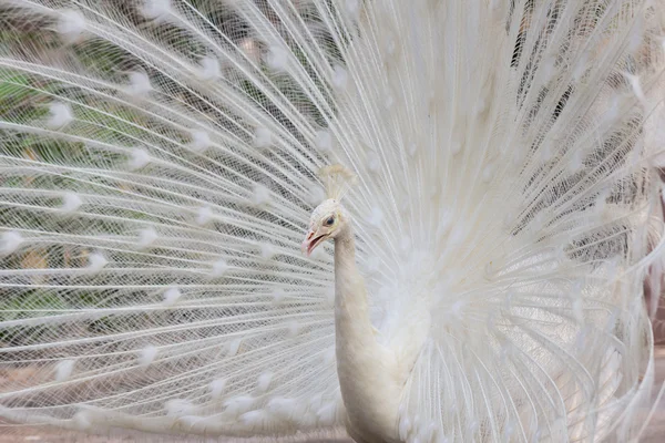 Pavão branco com penas mostrar vista lateral — Fotografia de Stock