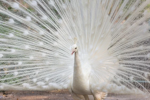 うちの羽を持つ白孔雀 — ストック写真