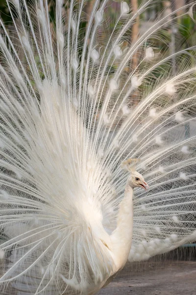垂直うち羽白孔雀 — ストック写真