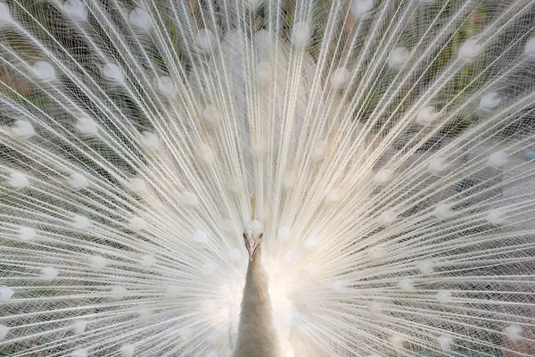 Espectáculo de pavo real blanco con plumas — Foto de Stock