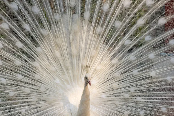 Pavo real blanco con plumas en primer plano — Foto de Stock