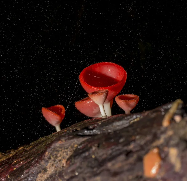 Funghi macrofunghi con acqua nel bosco — Foto Stock