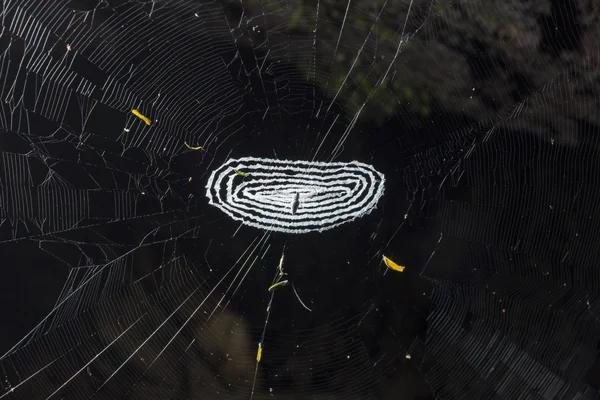 Pequena aranha no centro de uma teia de aranha — Fotografia de Stock