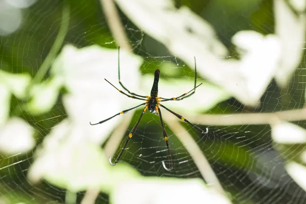 Araignée arrière au centre d'une toile d'araignée — Photo