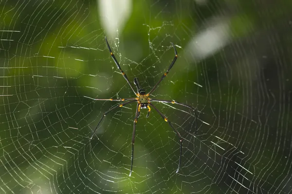 Bruin spin in het midden van een spinnenweb — Stockfoto