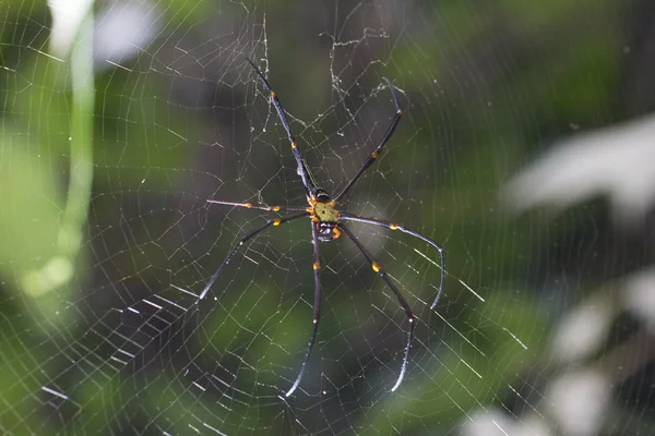 Bruin spin in het midden van een spinnenweb — Stockfoto