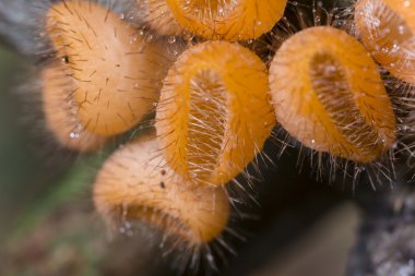 makro üzerinde mantar mantar