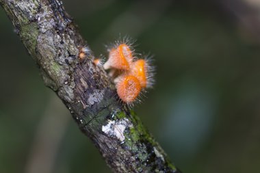 Makro ağaç üzerinde mantar mantar