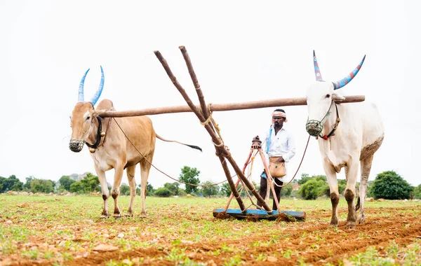 Focus on farmer, Indian farmer ploughing with cattle at farmland during monsoon season - concept of rural agriculture,farming and daily wagers