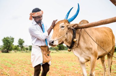 Indian farmer peeting cattle by kiisinng on forehead at farmland while tilling - concept of caring or bonding , agriculture and affection