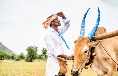 worried Indian farmer with cattle looking up on sky for rain to harvest or crop cultivation at agriculture farmland - concept of climate change, irregular monsoon rains and environment.