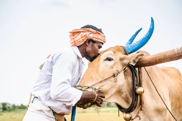 Indian farmer peeting cattle by kiisinng on forehead at farmland while tilling - concept of caring or bonding , agriculture and affection