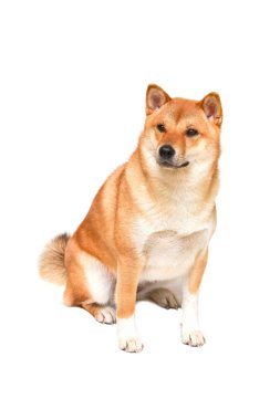 Shiba Inu köpek