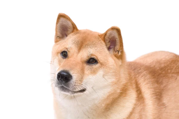 Shiba inu Hund — Stockfoto