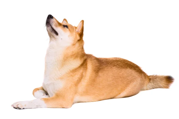 Shiba inu hond — Stockfoto