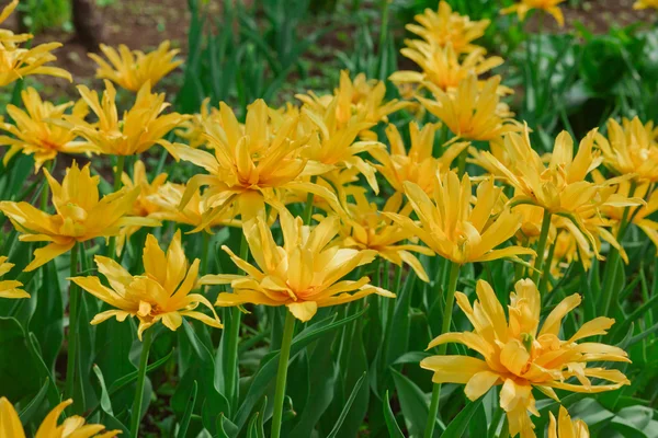 Желтые тюльпаны Лицензионные Стоковые Изображения