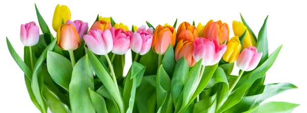 Tulips — Stock Photo, Image