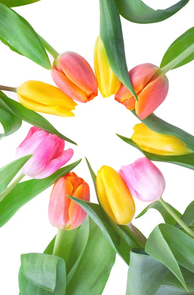 Tulipani in cerchio — Foto Stock