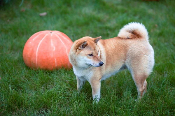 Haloween Hund und Kürbisse — Stockfoto