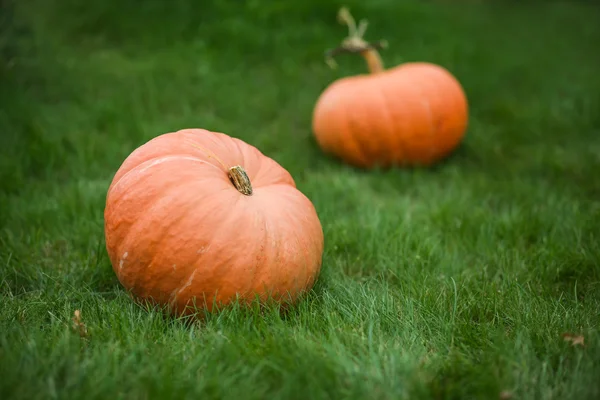 Two pumpkins — Stock Photo, Image