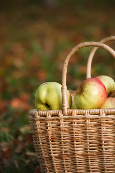 Basket with apples