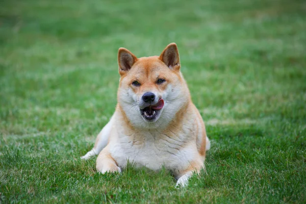 Рыжая собака, лежащая на траве — стоковое фото