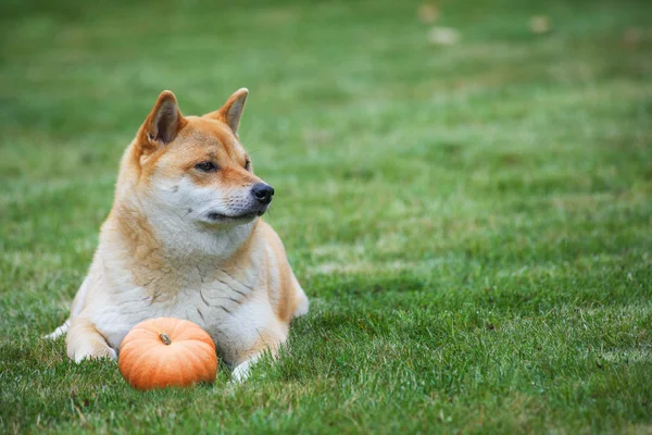 Cão com abóbora — Fotografia de Stock