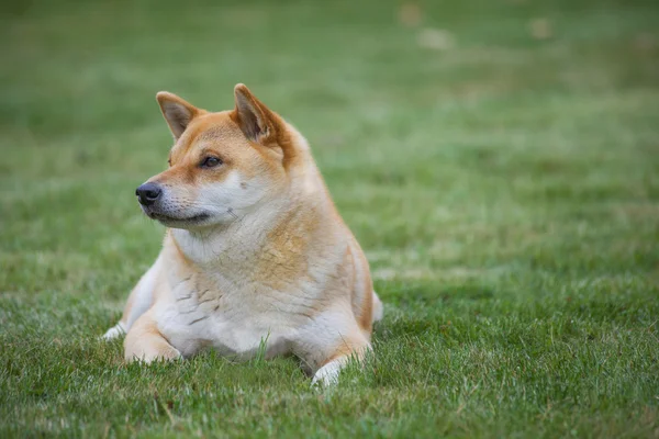 Собака шиба-ину на траве — стоковое фото