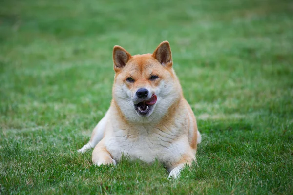 Kırmızı köpek çim üzerinde yalan Stok Fotoğraf