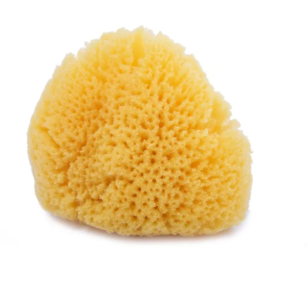 Natural sponge — Stock Photo, Image