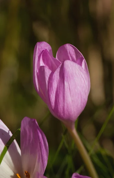 Crocus d'automne rose — Photo