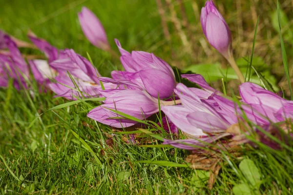 Őszi crocus — Stock Fotó