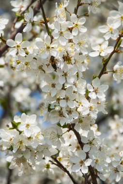 Kayısı çiçek yakın çekim