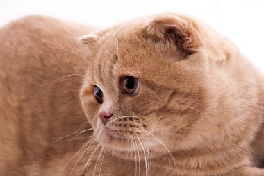 Bej renk İskoç kedi